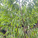      Annona reticulata plant