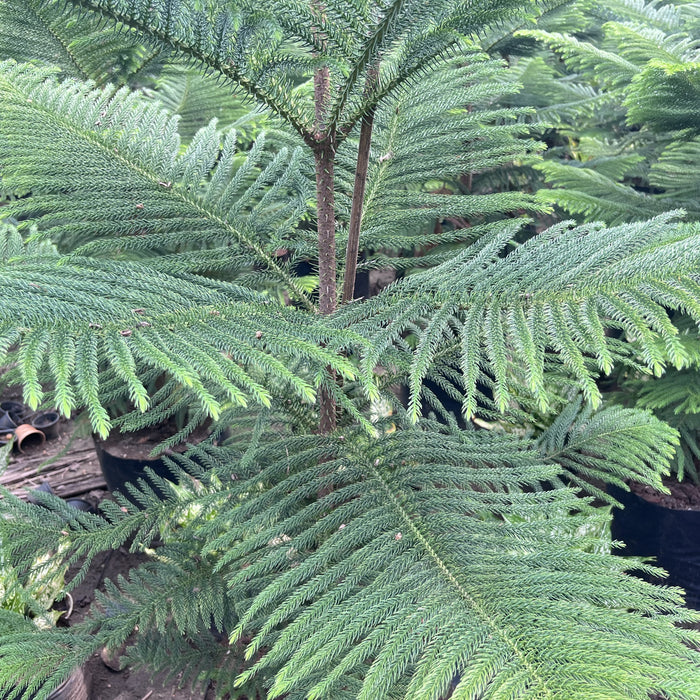      Araucaria plant