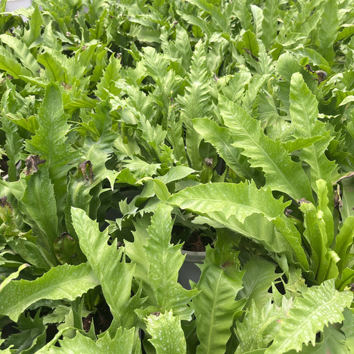 Bird_s-nest fern plant