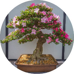 BONSAI TREE