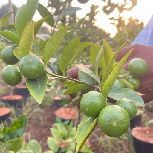 Buy Lemon Tree Online