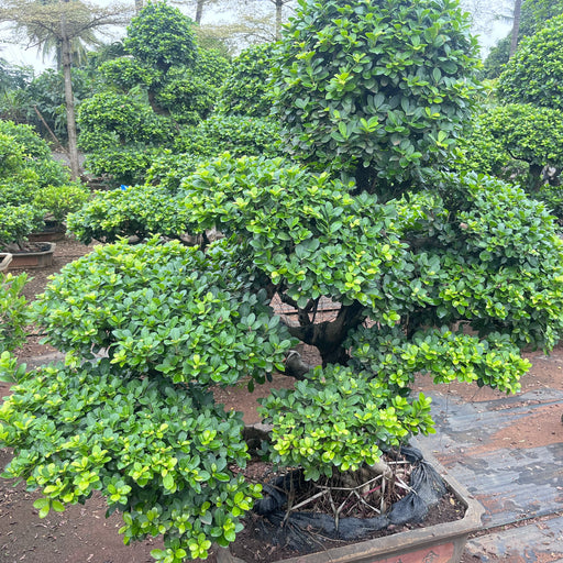 Chana Ficus