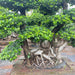 Chana Ficus