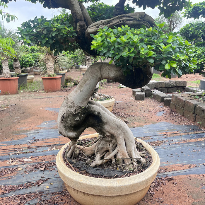 Chana Ficus