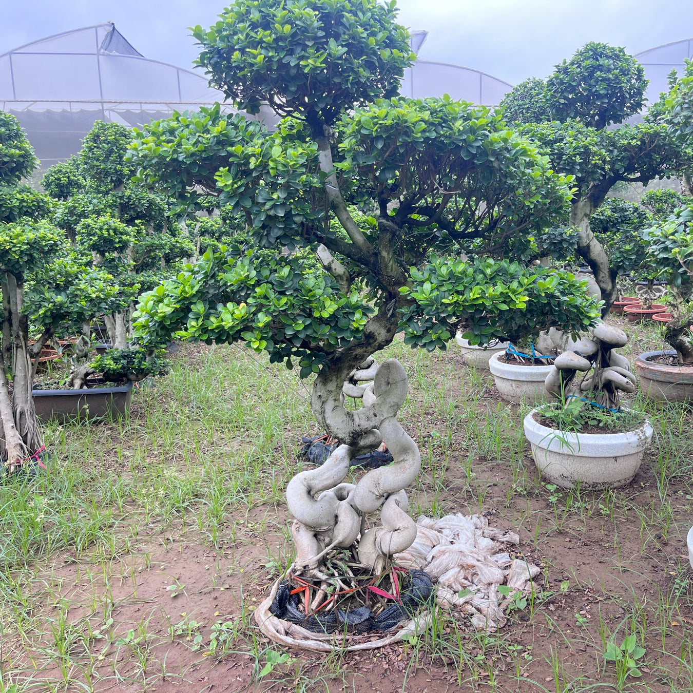 Bonsai Trees