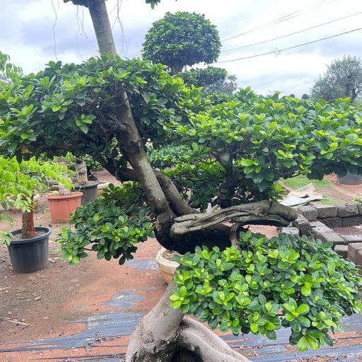 Dragon Bonsai