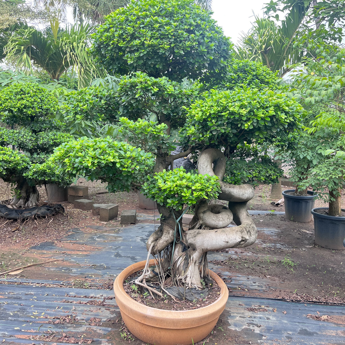 Ficus Microcarpa Dragon Root 'Chana Ficus' For Sale — Kadiyam Nursery