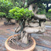     Ficus Microcarpa