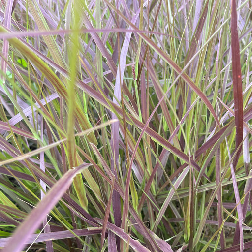 Fountain Grass