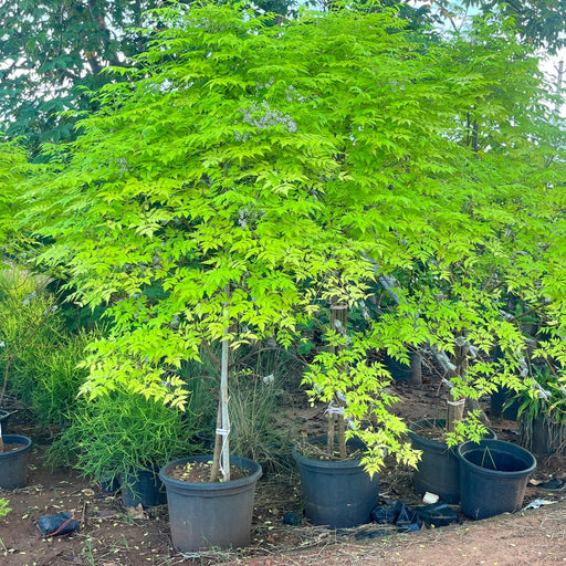 Golden Neem tree