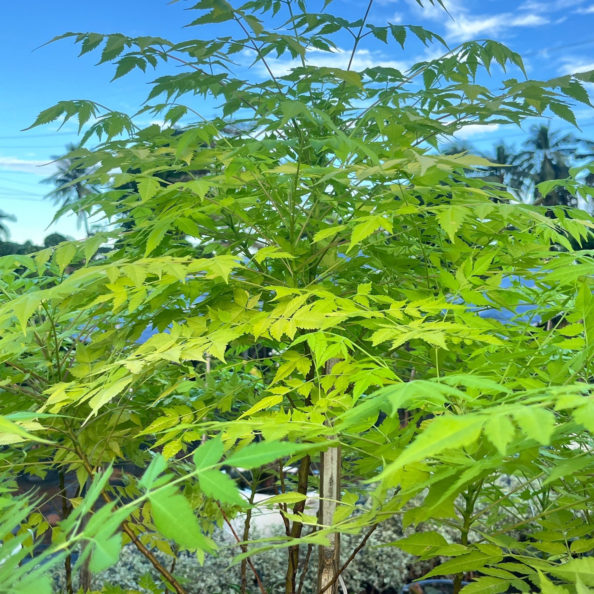 Golden Neem (Azadirachta indica 'Golden') Premium Sapling for Sale