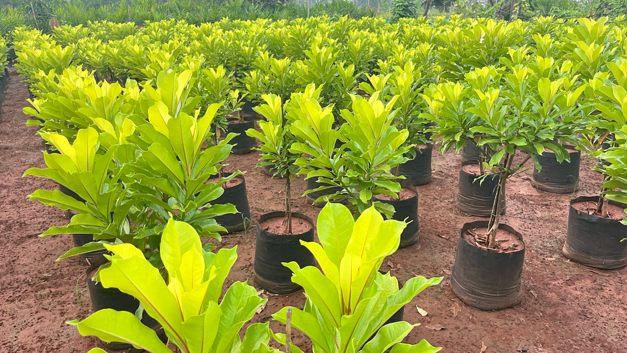 Golden Pong Pong Tree for Sale | Fast-Growing Shade & Privacy | Kadiyam Nursery