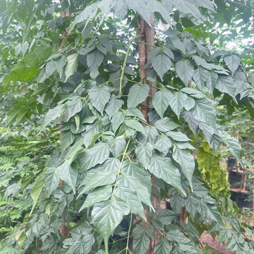 Indian cork tree