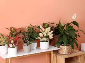 indoor plants in kadiyam nursery