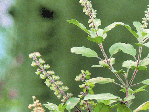 Medical plants in kadiyam nursery