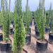 Mediterranean cypress plant