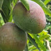 Miyazaki Mango Plants