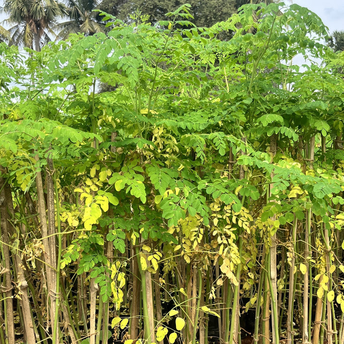 Moringa oleifera