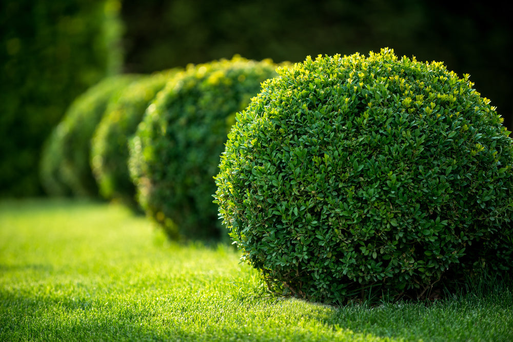 Shrubs plants in India