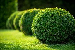 Shrubs plants in India