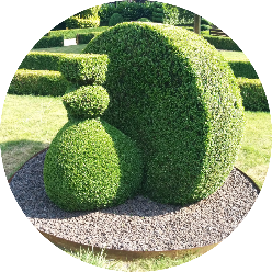 Topiary Plants