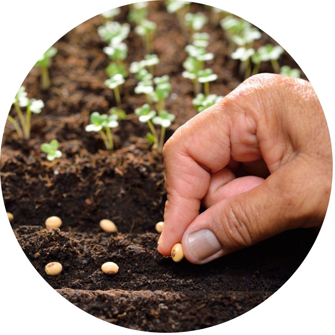 Kadiyam Nursery India's Largest Online Plant Nursery