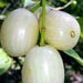 White Jamun plants