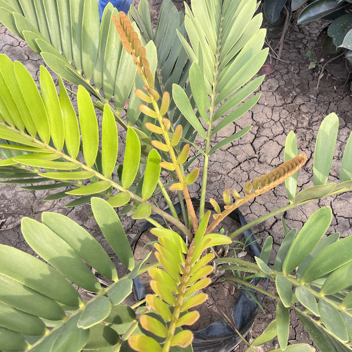 Zamia furfuracea plant