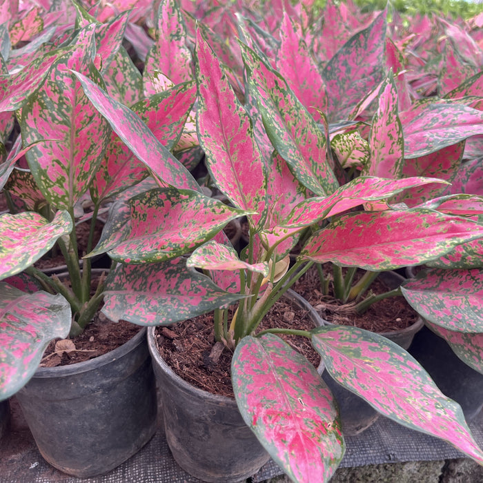 एग्लाओनेमा 'हंगरी पिंक' बिक्री के लिए - इस उत्तम गुलाबी-रंग वाले सजावटी पौधे के साथ अपने स्थान को रोशन करें! 