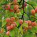     apricot fruit plant