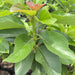     avocado plant