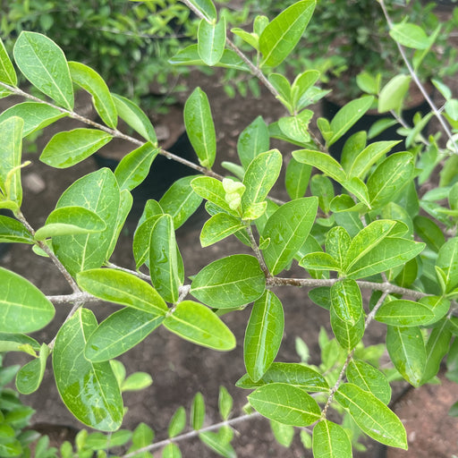 barbados cherry tree