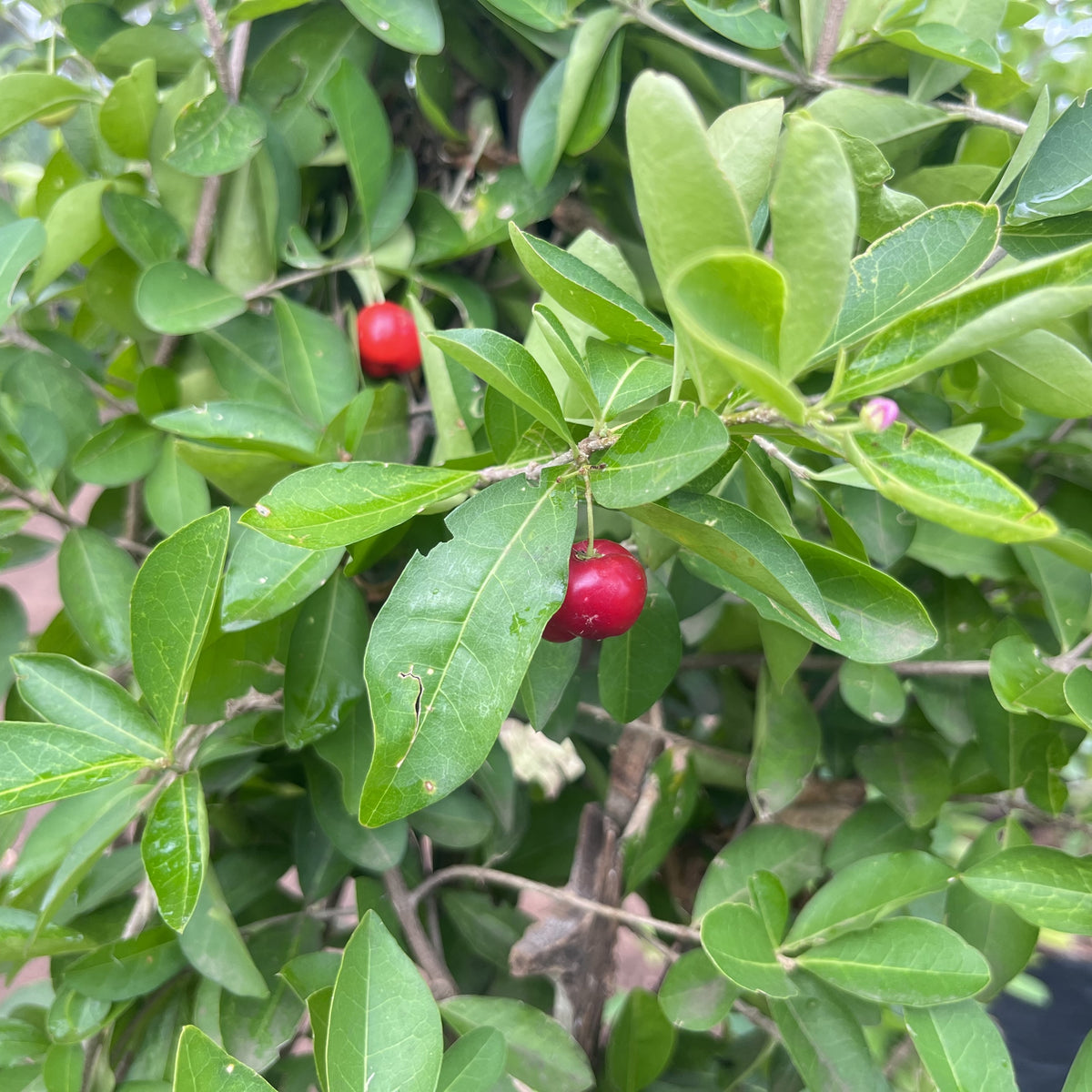 Grow Your Own Sweet & Juicy Barbados Cherries with Our Malpighia Speci