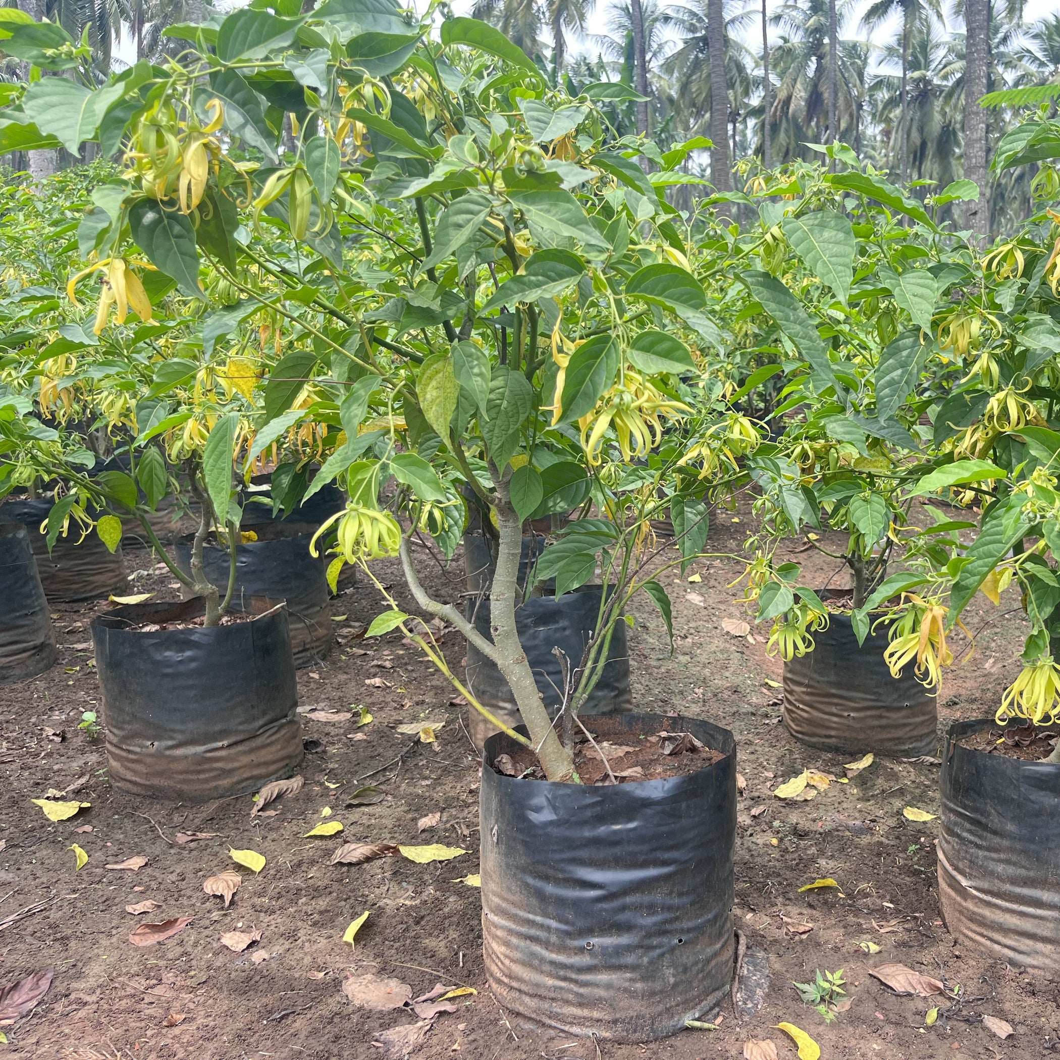 Cananga Odorata (YlangYlang) Tree for Sale — Kadiyam Nursery