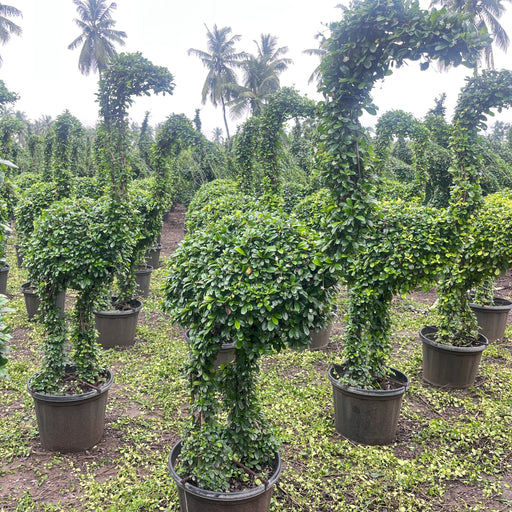 carmona microphylla ficus crane shaped