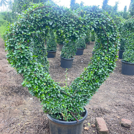 carmona microphylla ficus heart shaped