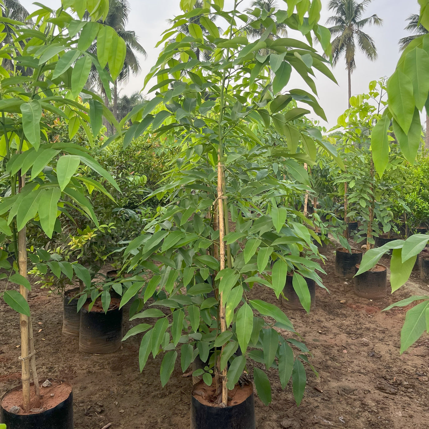 Cassia Fistula (Golden Shower Tree) For Sale — Kadiyam Nursery