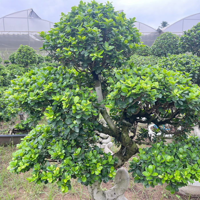 chinese banyan tree ficus microcarpa