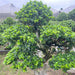 chinese banyan tree ficus microcarpa