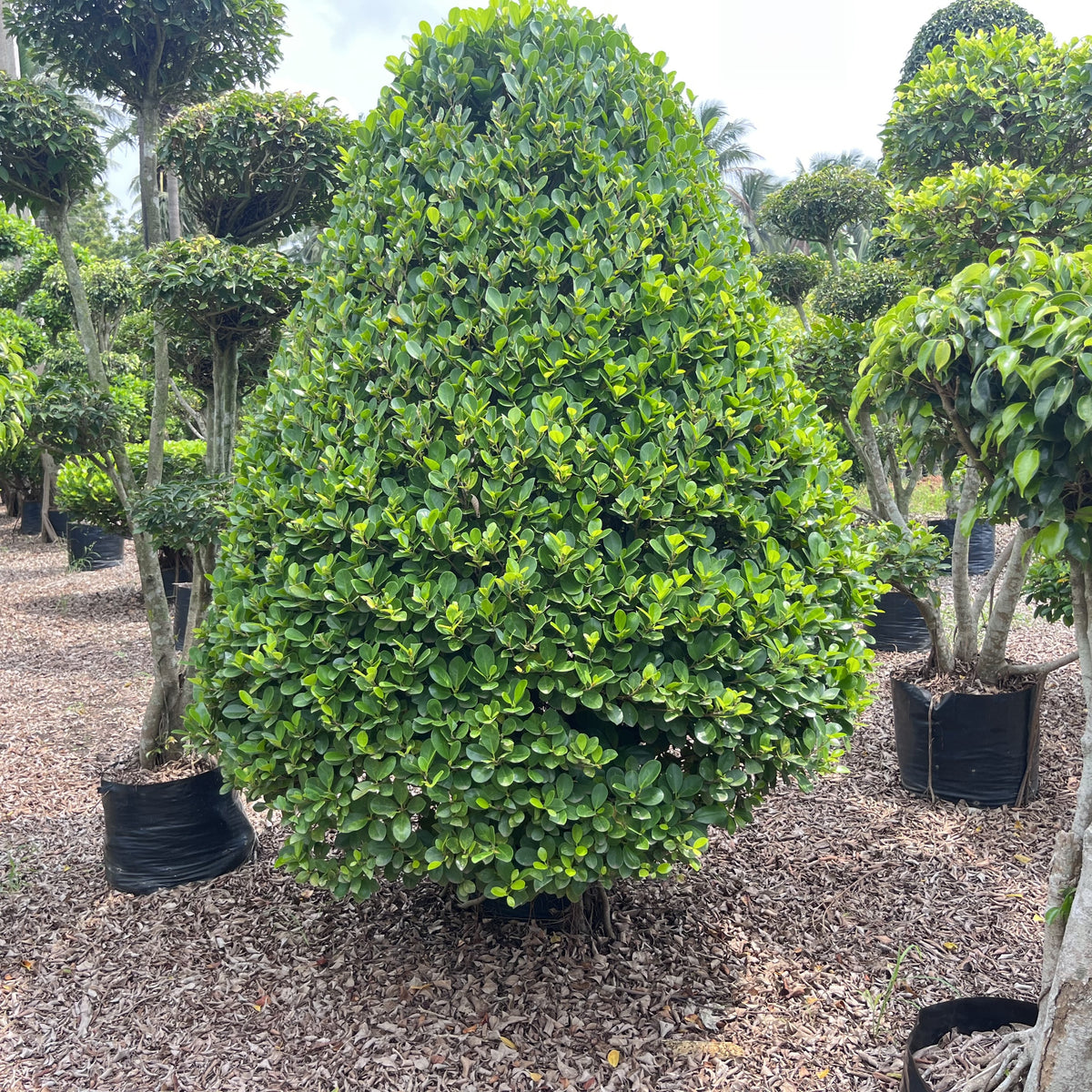 Cone-Shaped Ficus Plant for Sale — Kadiyam Nursery