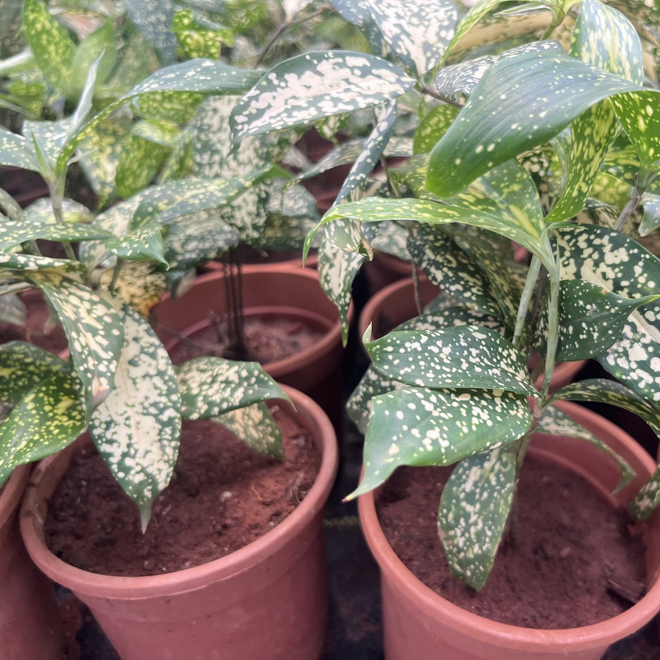 Dracaena Surculosa Gold Dust Dracaena For Sale — Kadiyam Nursery 6810