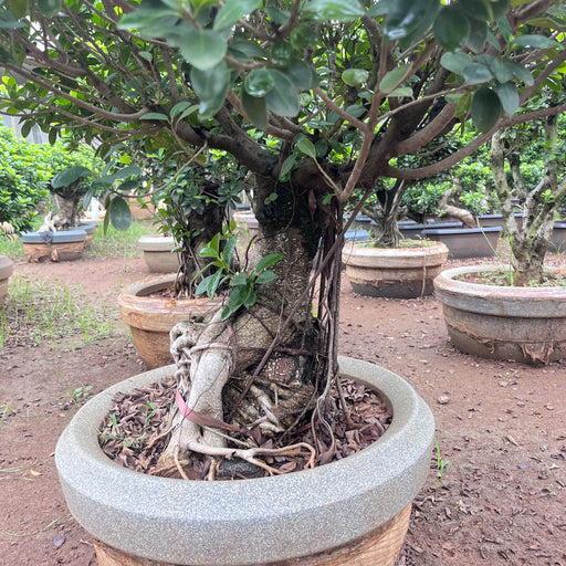 ficus retusa bonsai