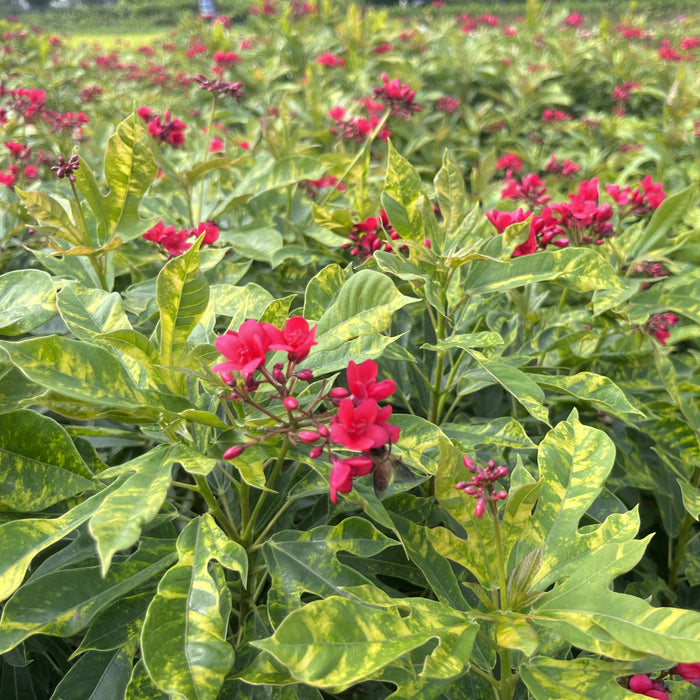 jatropha red plant