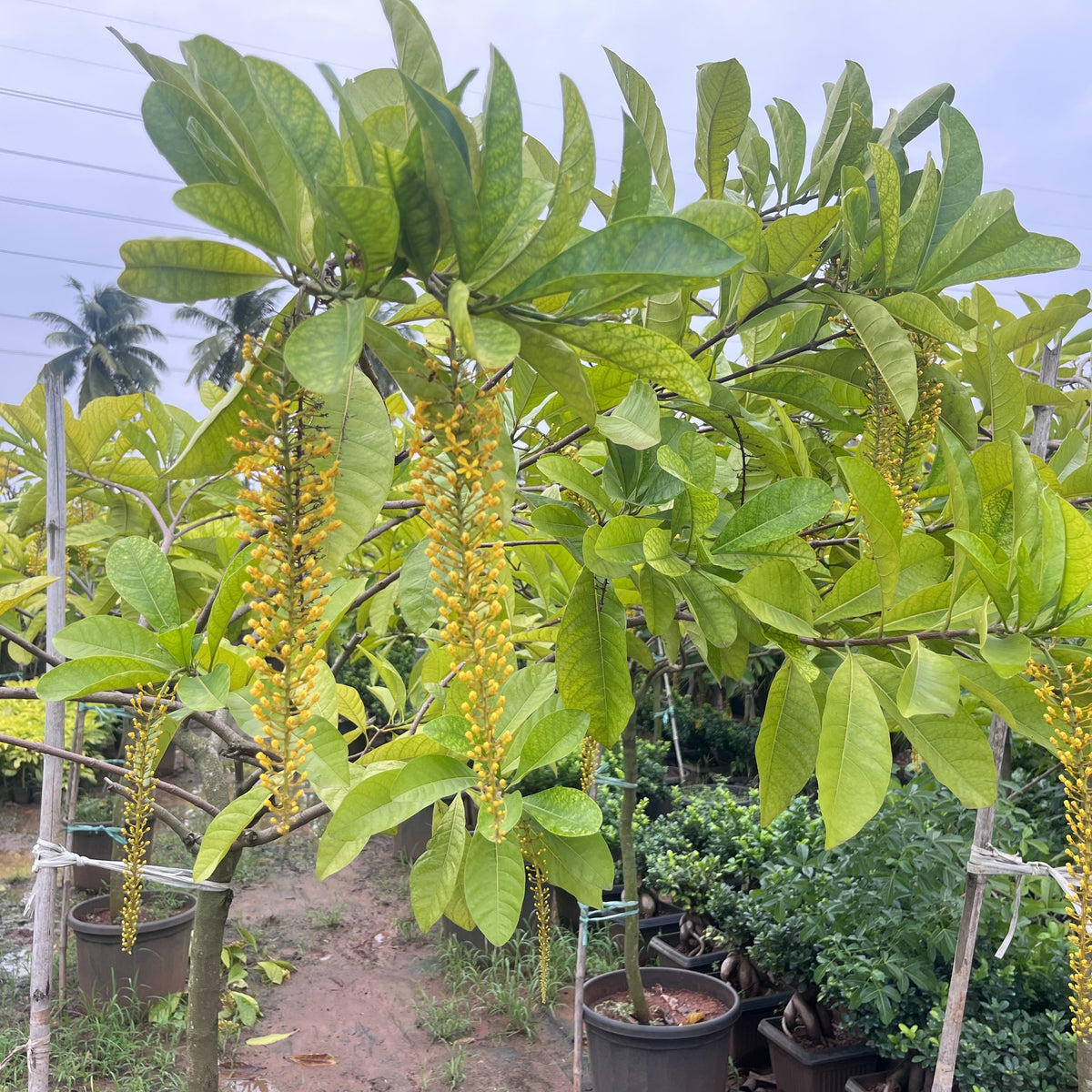 Lophanthera lactescens ‘Golden Chain’ Tree for Sale — Mahindra Nursery