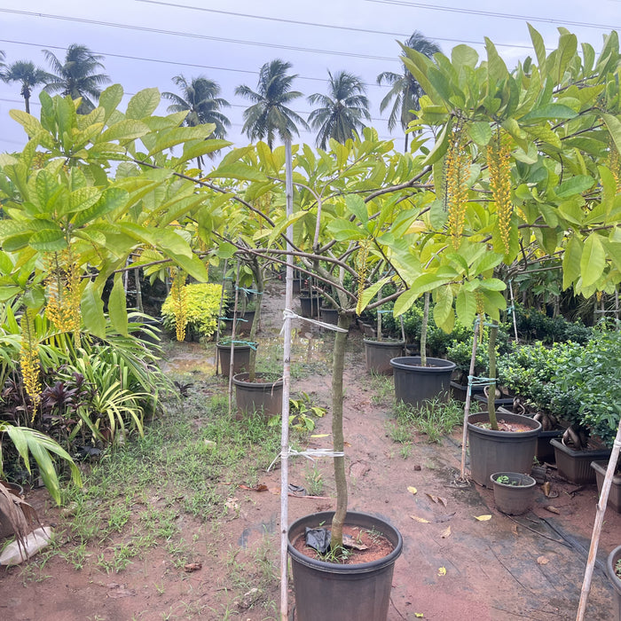 Lophanthera lactescens ‘Golden Chain’ Tree for Sale — Mahindra Nursery