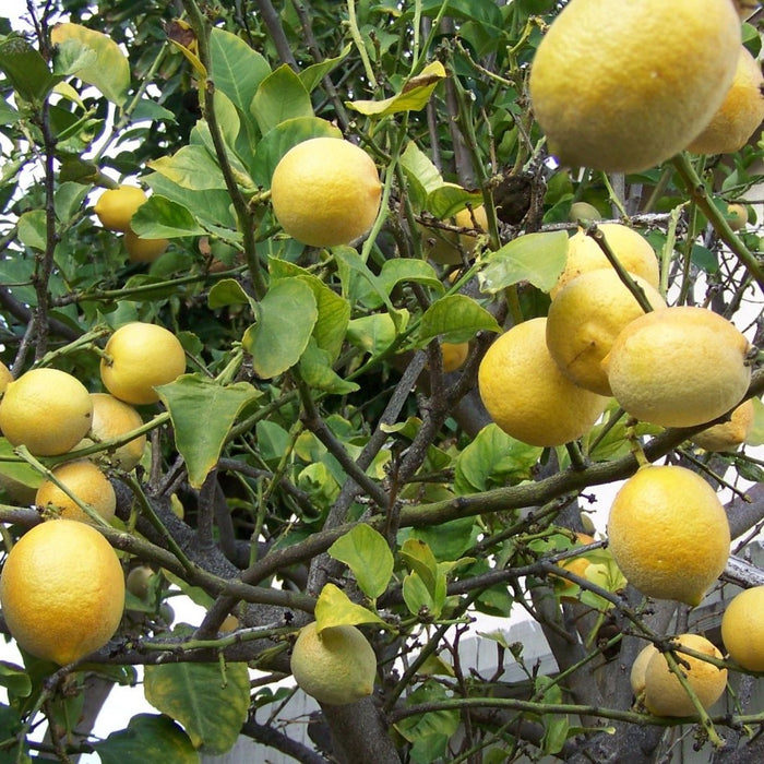 meyer lemon plants