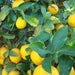 meyer lemon plants for sale