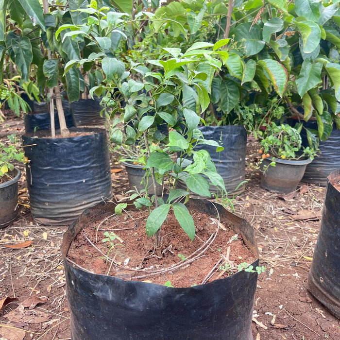 miswak plant