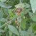 miswak plant