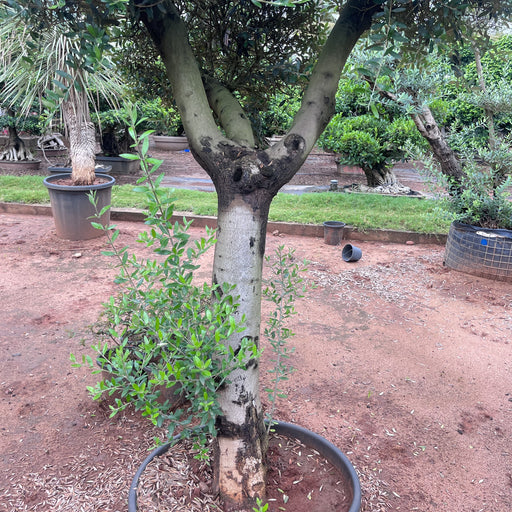 olea europae plant